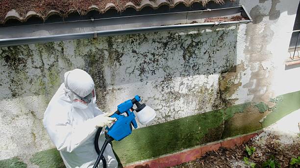 Trusted Black Mold Removal service in Hume, VA - Cheap Mold Removal